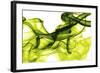 Green Smoke-GI ArtLab-Framed Giclee Print