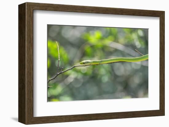 Green snake, New Smyrna Beach, Florida, Usa-Lisa S. Engelbrecht-Framed Photographic Print