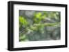 Green snake, New Smyrna Beach, Florida, Usa-Lisa S. Engelbrecht-Framed Photographic Print