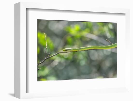 Green snake, New Smyrna Beach, Florida, Usa-Lisa S. Engelbrecht-Framed Photographic Print