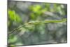 Green snake, New Smyrna Beach, Florida, Usa-Lisa S. Engelbrecht-Mounted Photographic Print