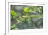 Green snake, New Smyrna Beach, Florida, Usa-Lisa S. Engelbrecht-Framed Photographic Print