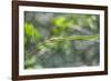 Green snake, New Smyrna Beach, Florida, Usa-Lisa S. Engelbrecht-Framed Photographic Print