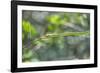 Green snake, New Smyrna Beach, Florida, Usa-Lisa S. Engelbrecht-Framed Photographic Print