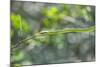 Green snake, New Smyrna Beach, Florida, Usa-Lisa S. Engelbrecht-Mounted Photographic Print