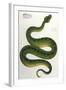 Green Snake, Zoological-null-Framed Art Print