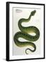 Green Snake, Zoological-null-Framed Art Print