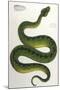 Green Snake, Zoological-null-Mounted Art Print