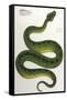 Green Snake, Zoological-null-Framed Stretched Canvas