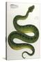 Green Snake, Zoological-null-Stretched Canvas