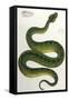 Green Snake, Zoological-null-Framed Stretched Canvas
