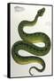 Green Snake, Zoological-null-Framed Stretched Canvas