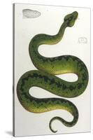 Green Snake, Zoological-null-Stretched Canvas