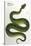 Green Snake, Zoological-null-Stretched Canvas