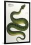 Green Snake, Zoological-null-Framed Art Print