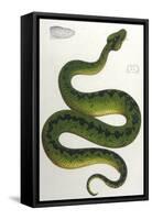 Green Snake, Zoological-null-Framed Stretched Canvas