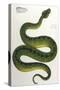 Green Snake, Zoological-null-Stretched Canvas