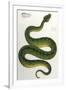 Green Snake, Zoological-null-Framed Art Print