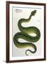 Green Snake, Zoological-null-Framed Art Print