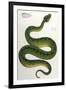 Green Snake, Zoological-null-Framed Art Print