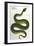 Green Snake, Zoological-null-Framed Art Print
