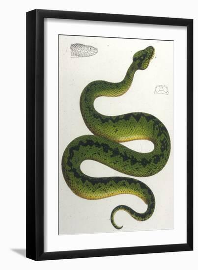Green Snake, Zoological-null-Framed Art Print