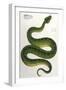 Green Snake, Zoological-null-Framed Art Print