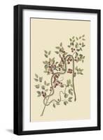 Green Snake-Mark Catesby-Framed Art Print