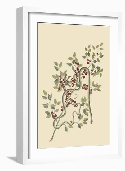 Green Snake-Mark Catesby-Framed Art Print