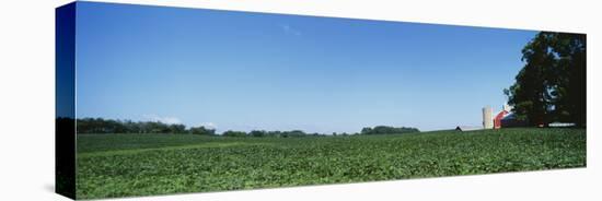 Green Soybean Crop in a Field, Grand Rapids, Michigan, USA-null-Stretched Canvas