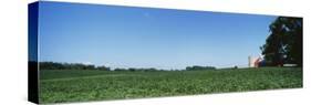 Green Soybean Crop in a Field, Grand Rapids, Michigan, USA-null-Stretched Canvas