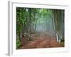 Green Spring Misty Forest. May in Crimea-Maxim Weise-Framed Photographic Print