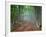 Green Spring Misty Forest. May in Crimea-Maxim Weise-Framed Photographic Print