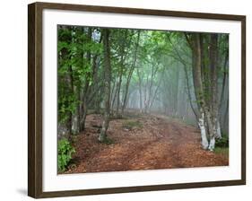 Green Spring Misty Forest. May in Crimea-Maxim Weise-Framed Photographic Print