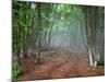 Green Spring Misty Forest. May in Crimea-Maxim Weise-Mounted Photographic Print