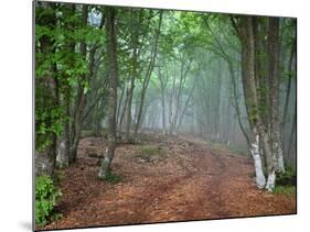 Green Spring Misty Forest. May in Crimea-Maxim Weise-Mounted Photographic Print