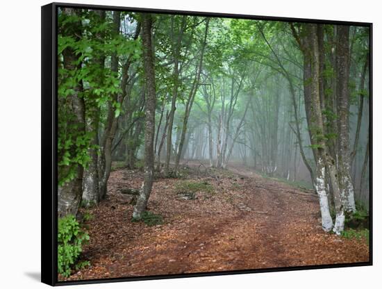 Green Spring Misty Forest. May in Crimea-Maxim Weise-Framed Stretched Canvas