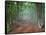 Green Spring Misty Forest. May in Crimea-Maxim Weise-Framed Stretched Canvas