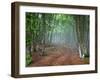 Green Spring Misty Forest. May in Crimea-Maxim Weise-Framed Premium Photographic Print