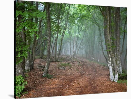 Green Spring Misty Forest. May in Crimea-Maxim Weise-Stretched Canvas