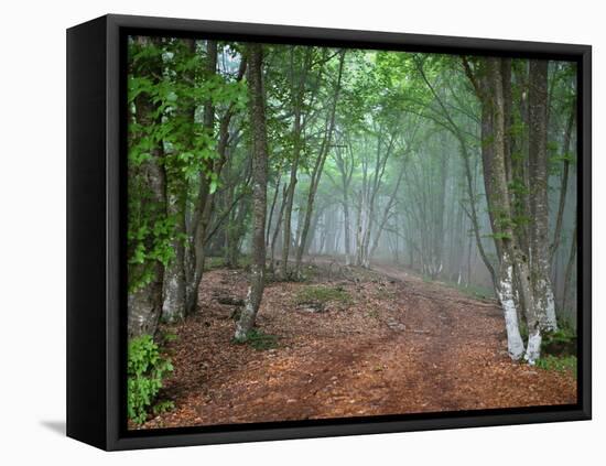 Green Spring Misty Forest. May in Crimea-Maxim Weise-Framed Stretched Canvas