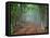 Green Spring Misty Forest. May in Crimea-Maxim Weise-Framed Stretched Canvas