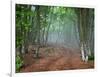 Green Spring Misty Forest. May in Crimea-Maxim Weise-Framed Photographic Print