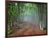 Green Spring Misty Forest. May in Crimea-Maxim Weise-Framed Photographic Print