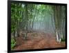 Green Spring Misty Forest. May in Crimea-Maxim Weise-Framed Photographic Print