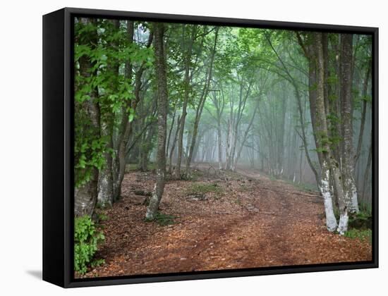 Green Spring Misty Forest. May in Crimea-Maxim Weise-Framed Stretched Canvas