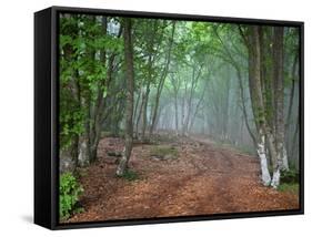 Green Spring Misty Forest. May in Crimea-Maxim Weise-Framed Stretched Canvas