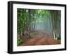 Green Spring Misty Forest. May in Crimea-Maxim Weise-Framed Photographic Print