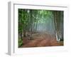 Green Spring Misty Forest. May in Crimea-Maxim Weise-Framed Photographic Print