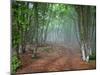 Green Spring Misty Forest. May in Crimea-Maxim Weise-Mounted Photographic Print